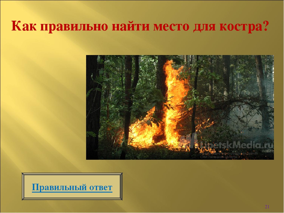 Интерактивная игра " Викторина по безопасности в лесу"