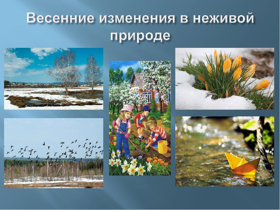 Презентация для НОД "В гости к птицам" в средней группе
