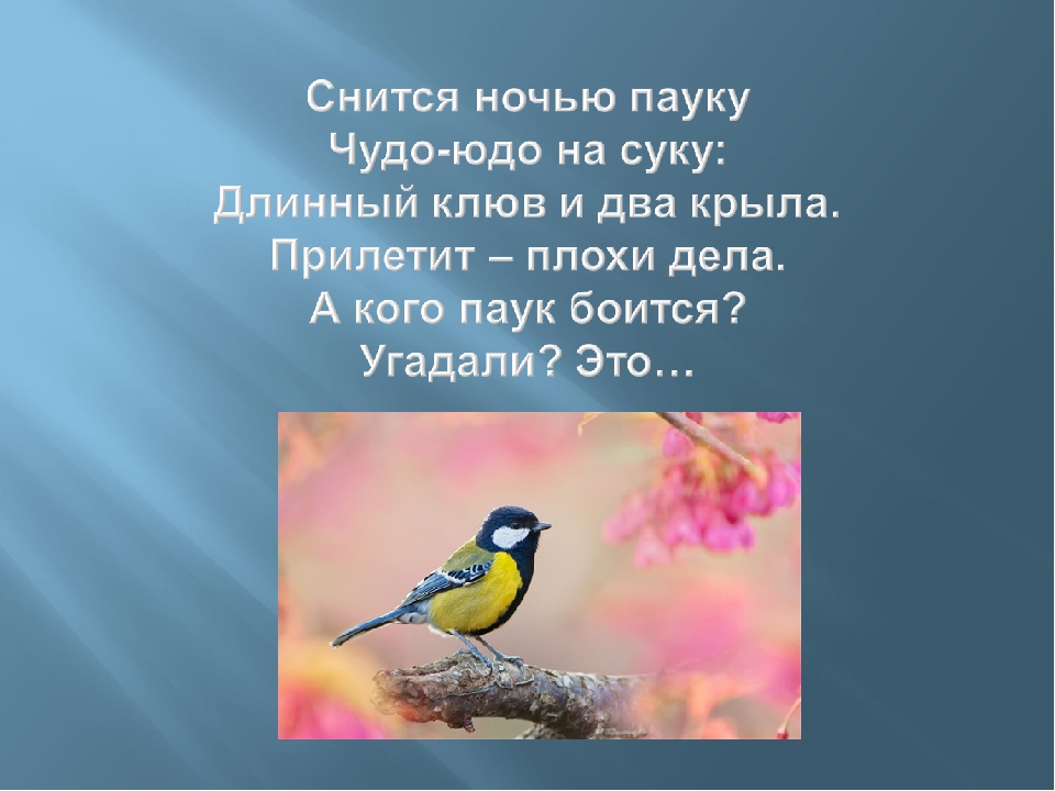 Презентация для НОД "В гости к птицам" в средней группе