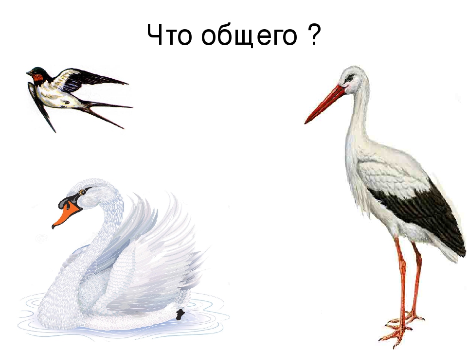Презентация к занятию "Весна. Прилёт птиц"