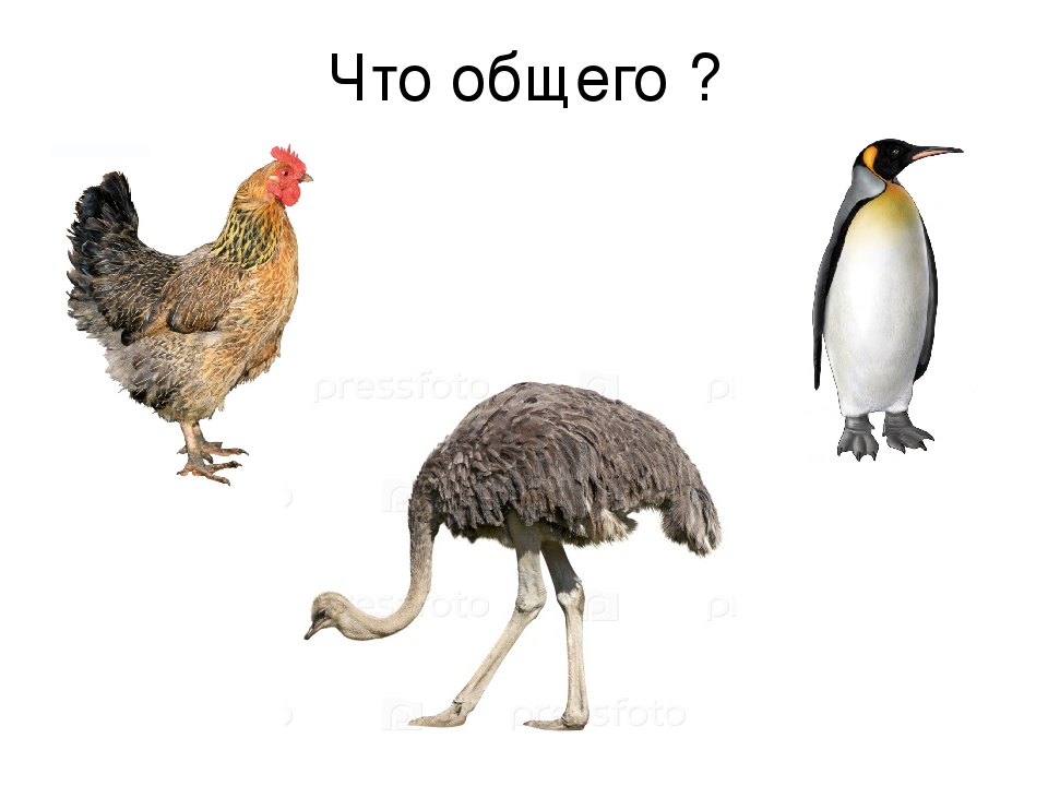 Презентация к занятию "Весна. Прилёт птиц"