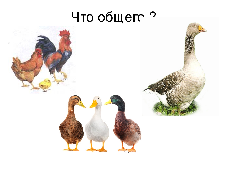 Презентация к занятию "Весна. Прилёт птиц"
