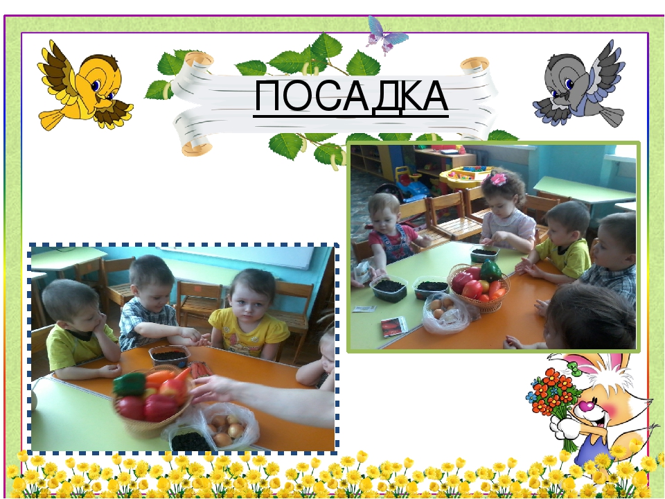 Презентация проекта "Огород на подоконнике"