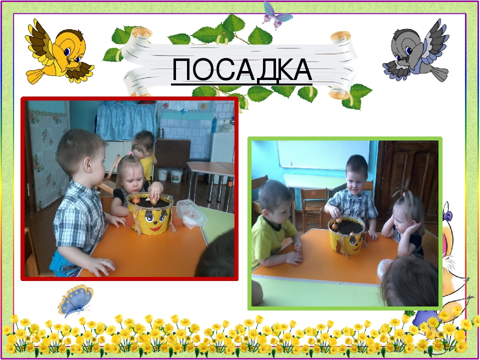 Презентация проекта "Огород на подоконнике"