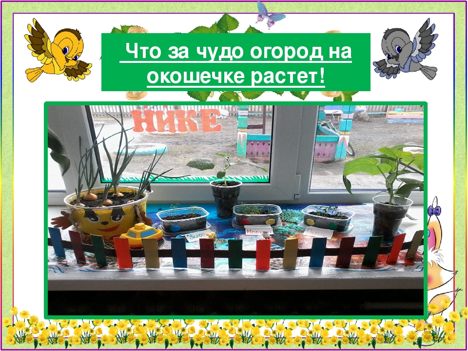 Презентация проекта "Огород на подоконнике"
