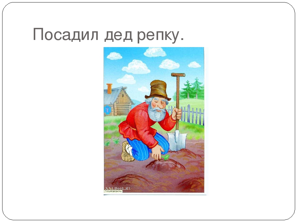 Когда сеять репку. Посадил дед репку. Дед сажает репку. Сказка Репка дедушка. Посадил дед репку выросла Репка большая пребольшая.