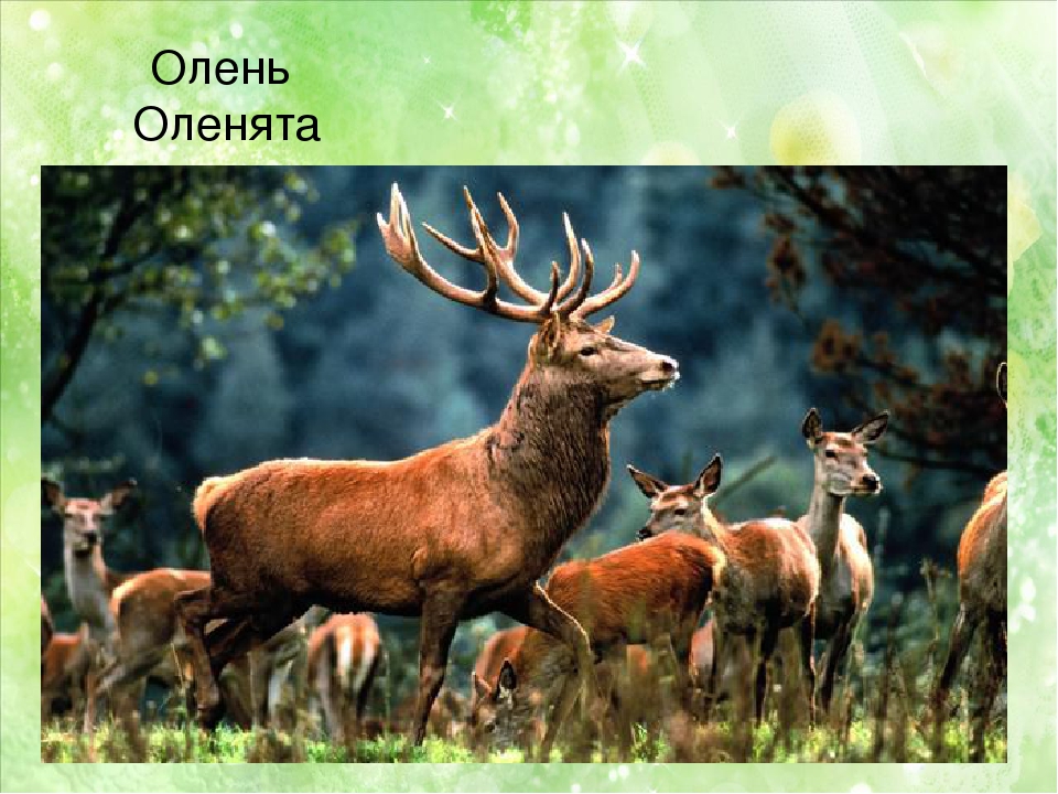 Презентация по познавательному развитию в младшей группе "Кто живёт в лесу"