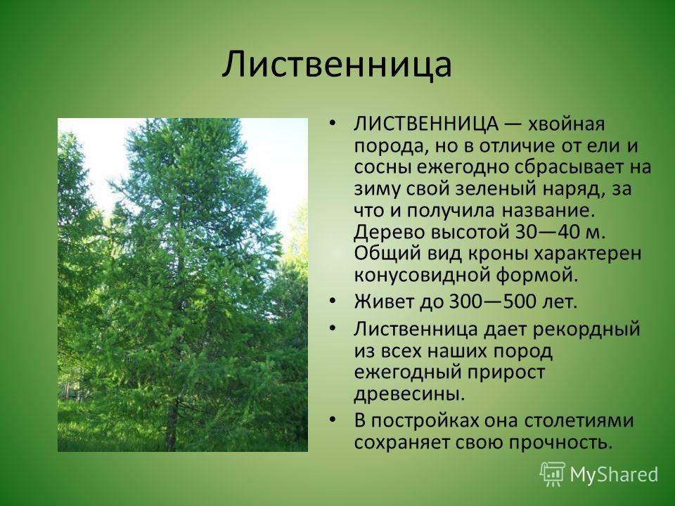 Описание лиственных лесов. Лиственница Сибирская дерево. Лиственница Сибирская Тайга. Лиственница лиственница дерево. Лиственница Сибирская габитус.