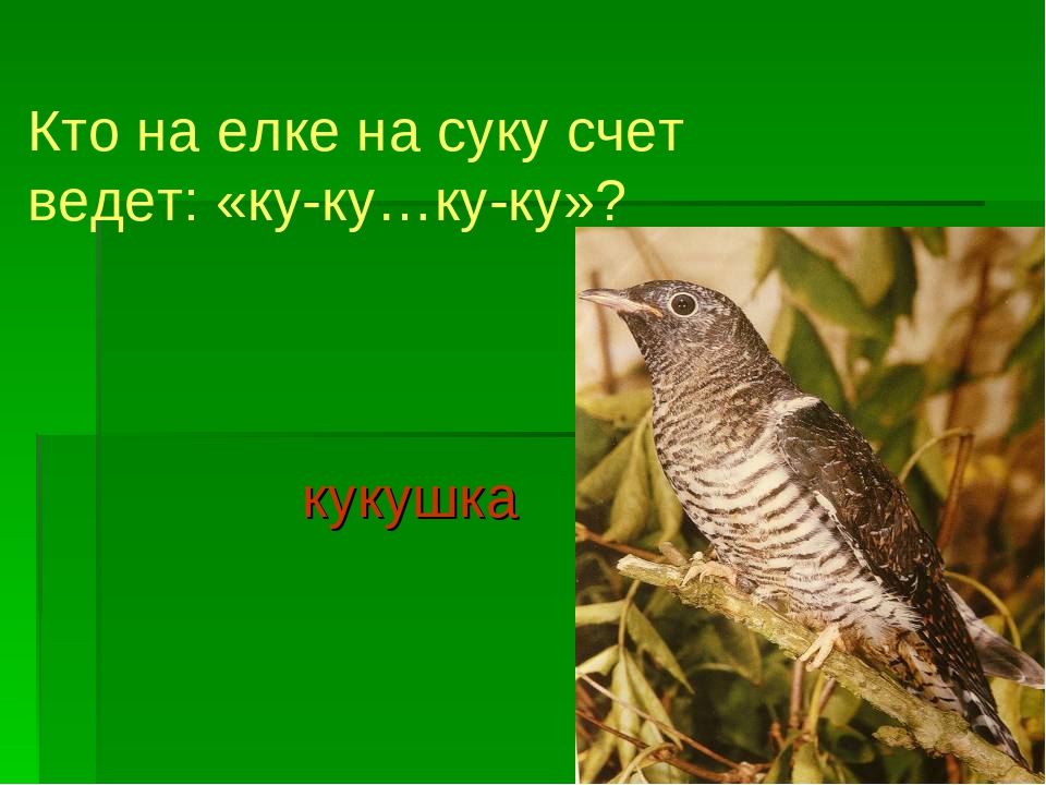 Презентация "Перелетные и зимующие птицы"