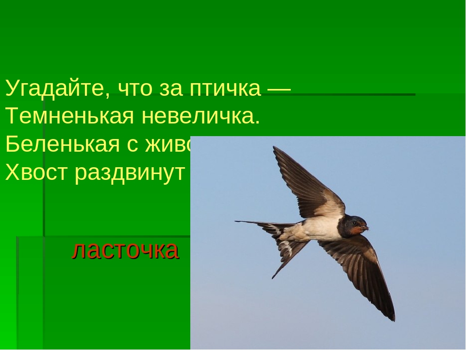 Презентация "Перелетные и зимующие птицы"