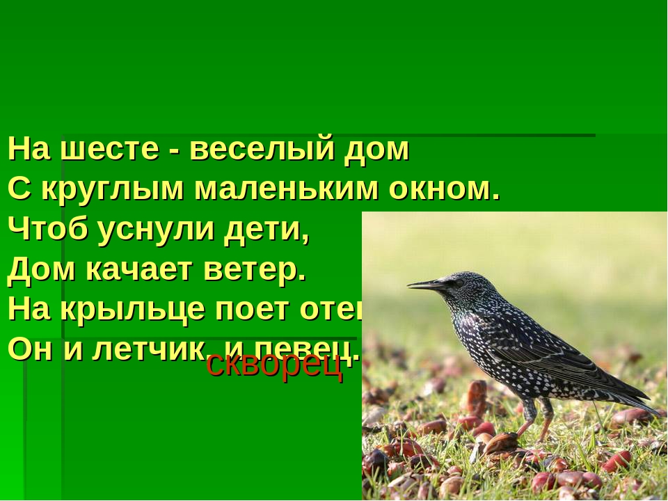 Презентация "Перелетные и зимующие птицы"