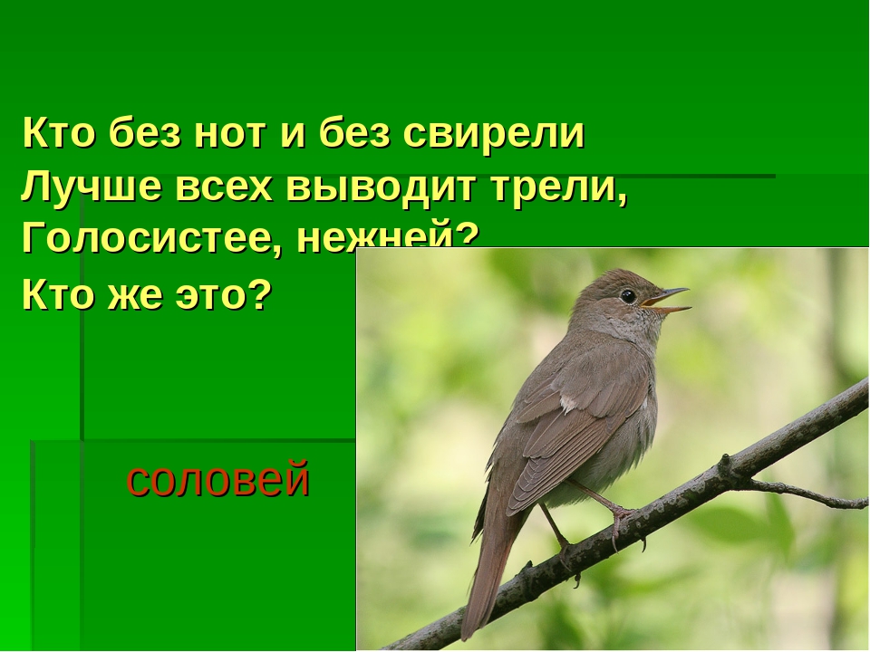 Презентация "Перелетные и зимующие птицы"