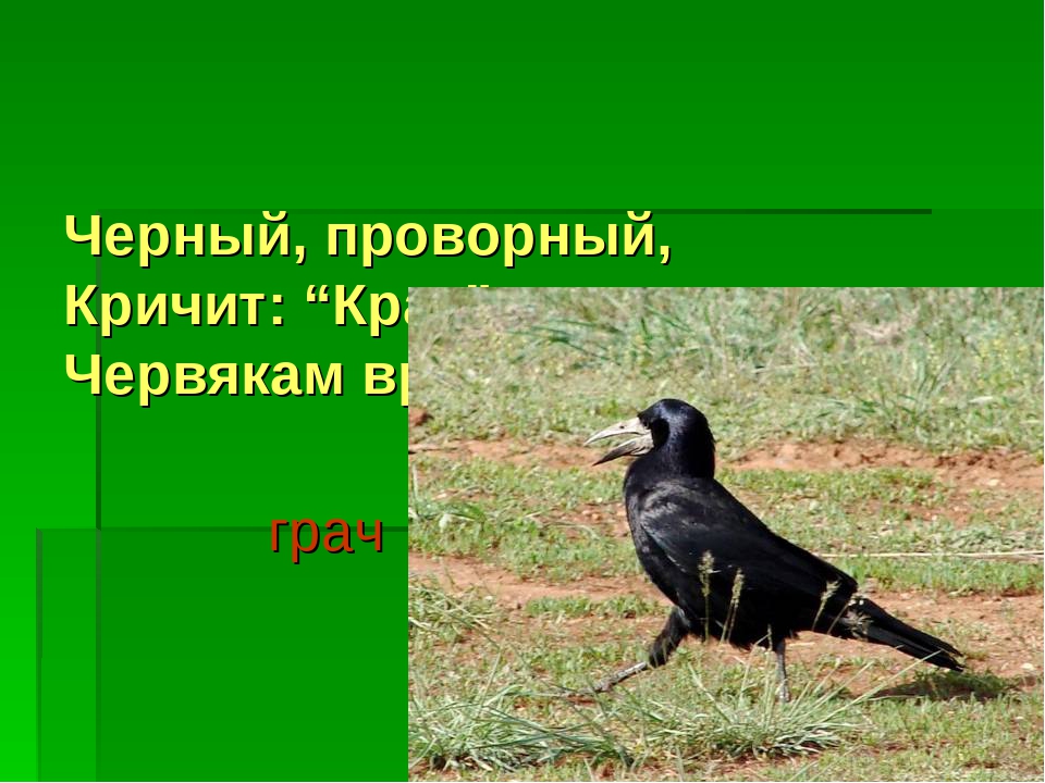 Презентация "Перелетные и зимующие птицы"