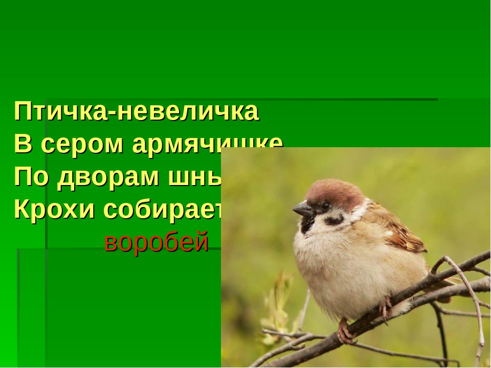 Презентация "Перелетные и зимующие птицы"