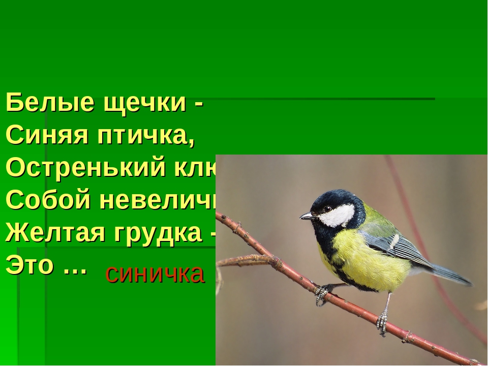 Презентация "Перелетные и зимующие птицы"