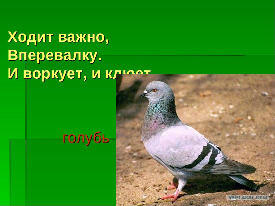Презентация "Перелетные и зимующие птицы"