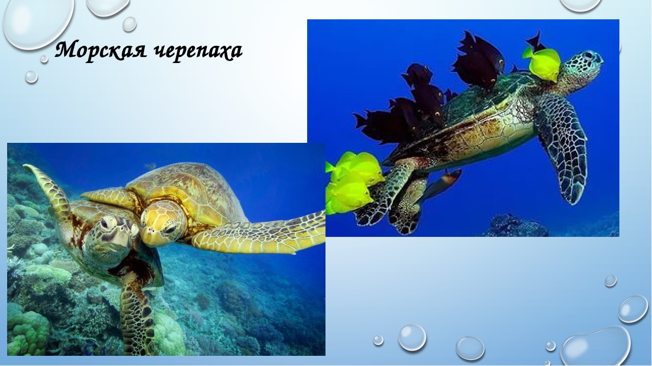 Презентация "Жители морей и океанов"