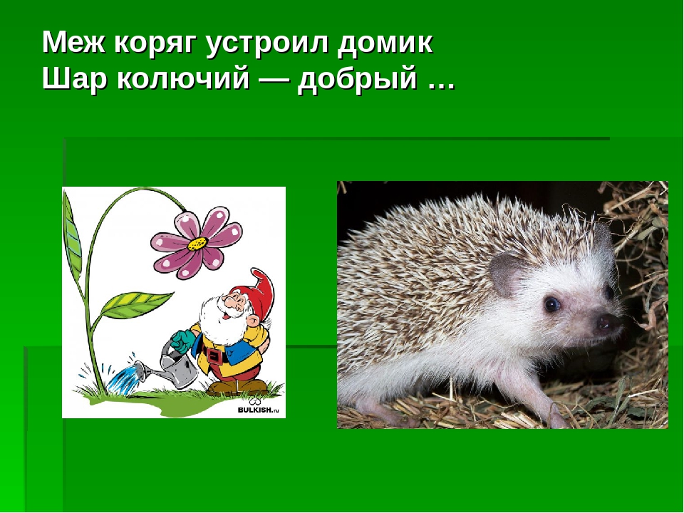 Загадки - обманки. Развлечение для детей дошкольного возраста.