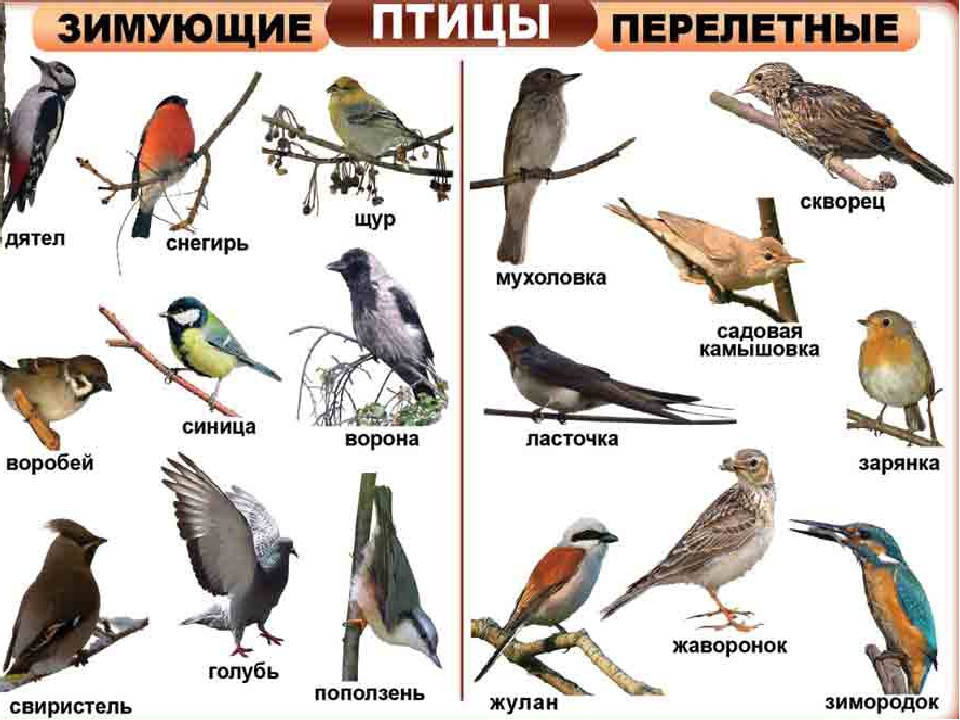 Презентация по ознакомлению с окружающим "Как зимуют птицы"