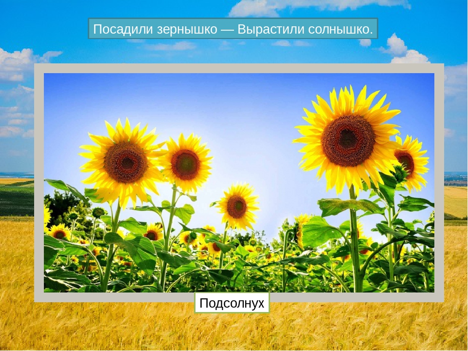 Краеведческая игра - викторина к 80 летию образования Краснодарского края (для детей с ОВР)