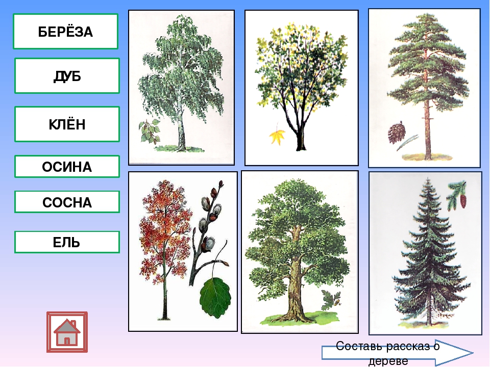 Презентация " Прогулка в осеннем лесу"