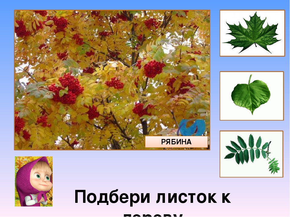 Презентация " Прогулка в осеннем лесу"