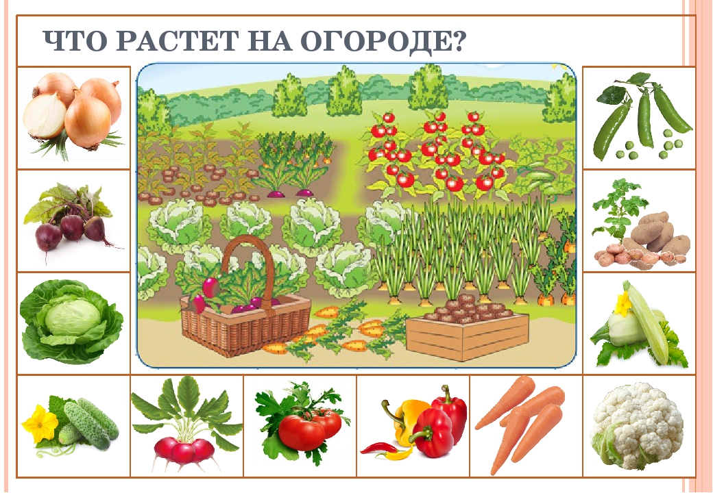 Презентация по ознакомлению с окружающим "дидактическая игра "Что растёт в огороде"