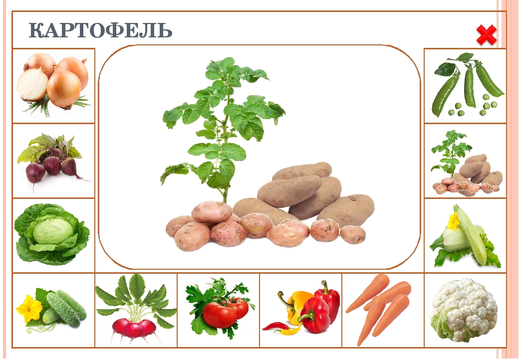 Презентация по ознакомлению с окружающим "дидактическая игра "Что растёт в огороде"
