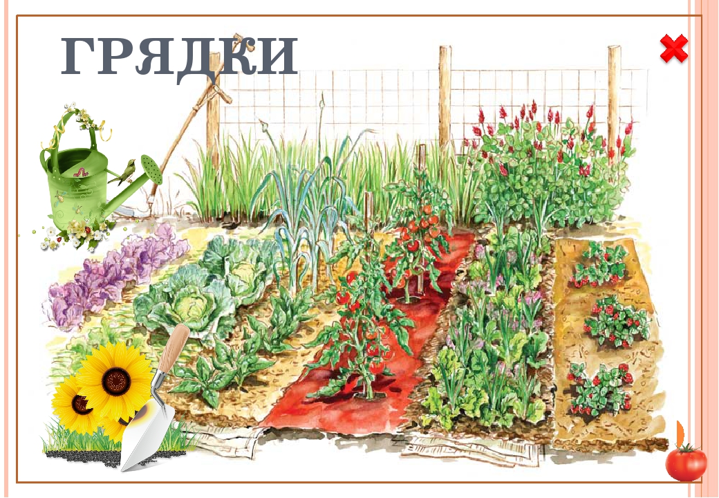 Презентация по ознакомлению с окружающим "дидактическая игра "Что растёт в огороде"