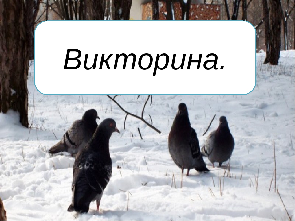 Презентация на тему "Птицы - наши друзья"