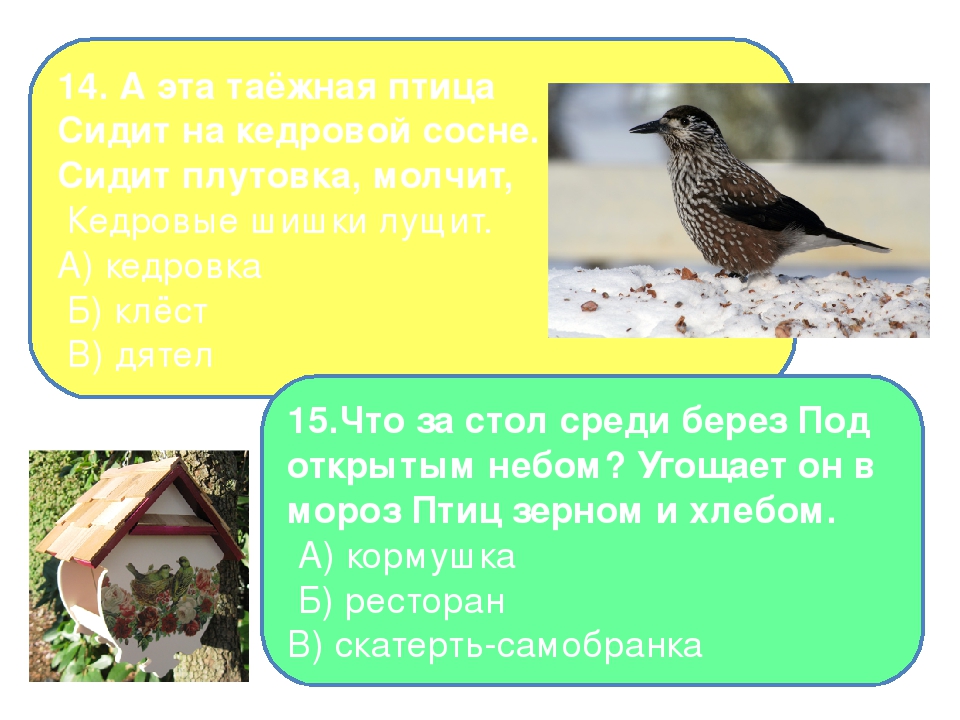 Презентация на тему "Птицы - наши друзья"