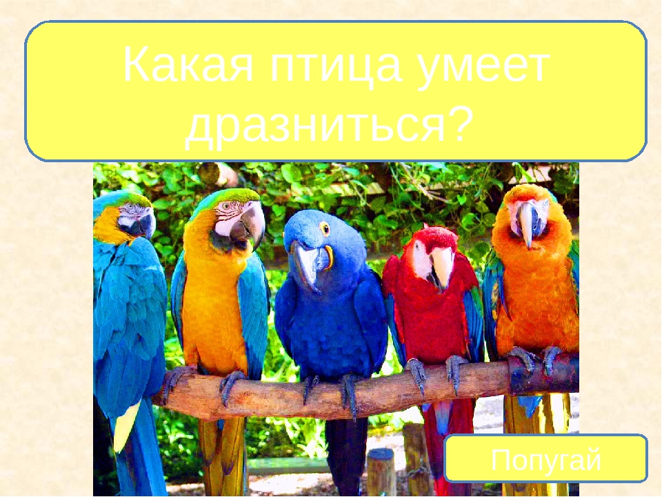 Презентация на тему "Птицы - наши друзья"