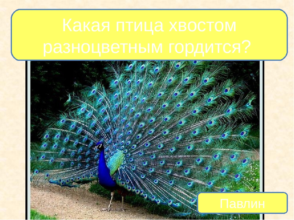 Презентация на тему "Птицы - наши друзья"
