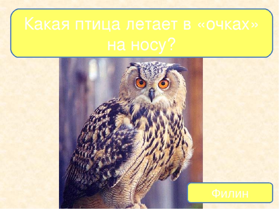 Презентация на тему "Птицы - наши друзья"