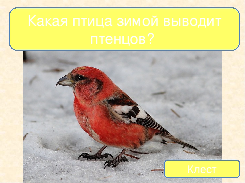 Презентация на тему "Птицы - наши друзья"