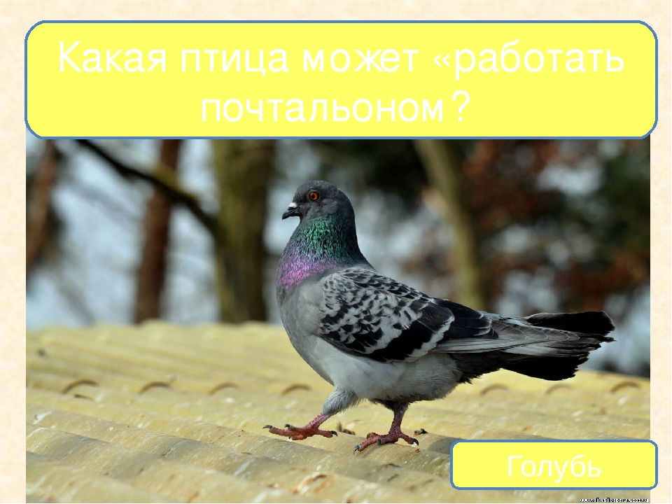 Презентация на тему "Птицы - наши друзья"