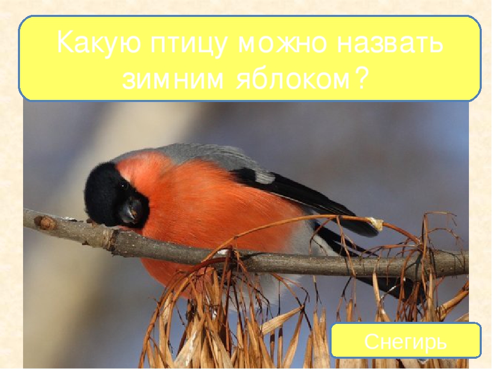 Презентация на тему "Птицы - наши друзья"