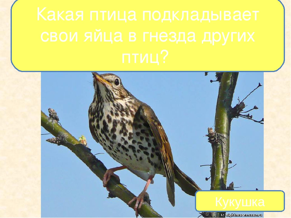 Презентация на тему "Птицы - наши друзья"