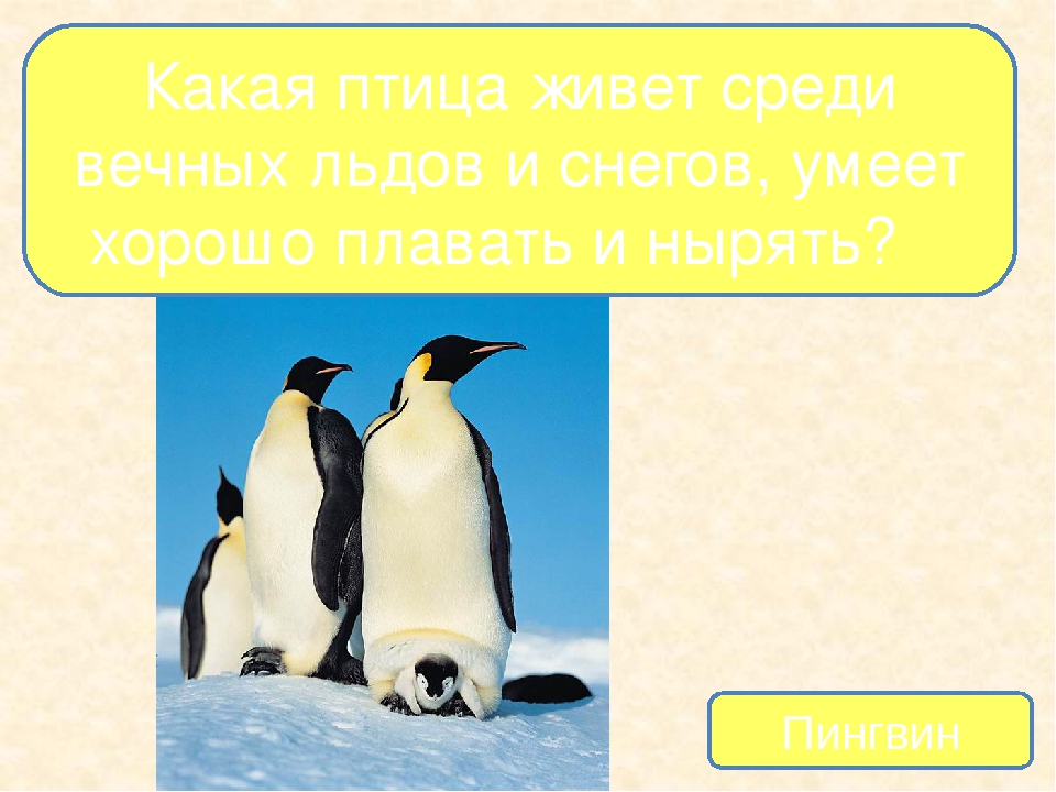 Презентация на тему "Птицы - наши друзья"