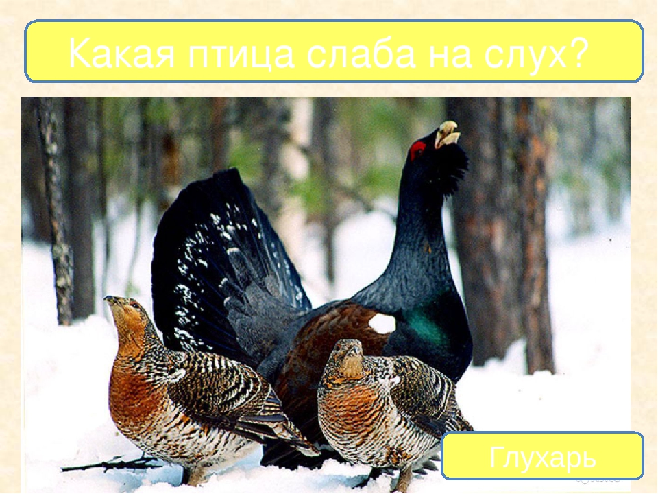 Презентация на тему "Птицы - наши друзья"