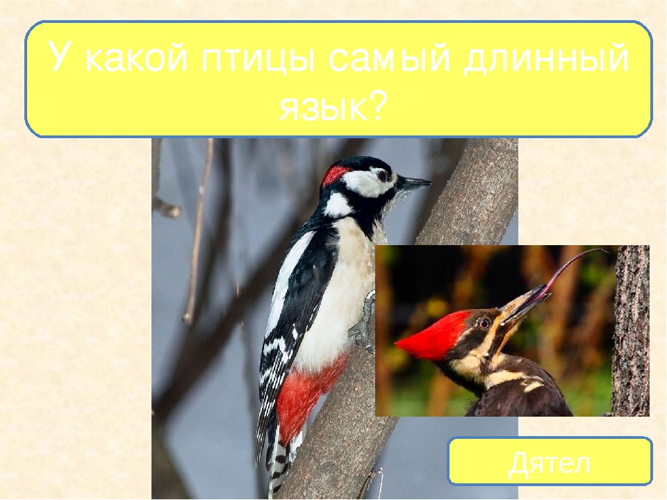Презентация на тему "Птицы - наши друзья"