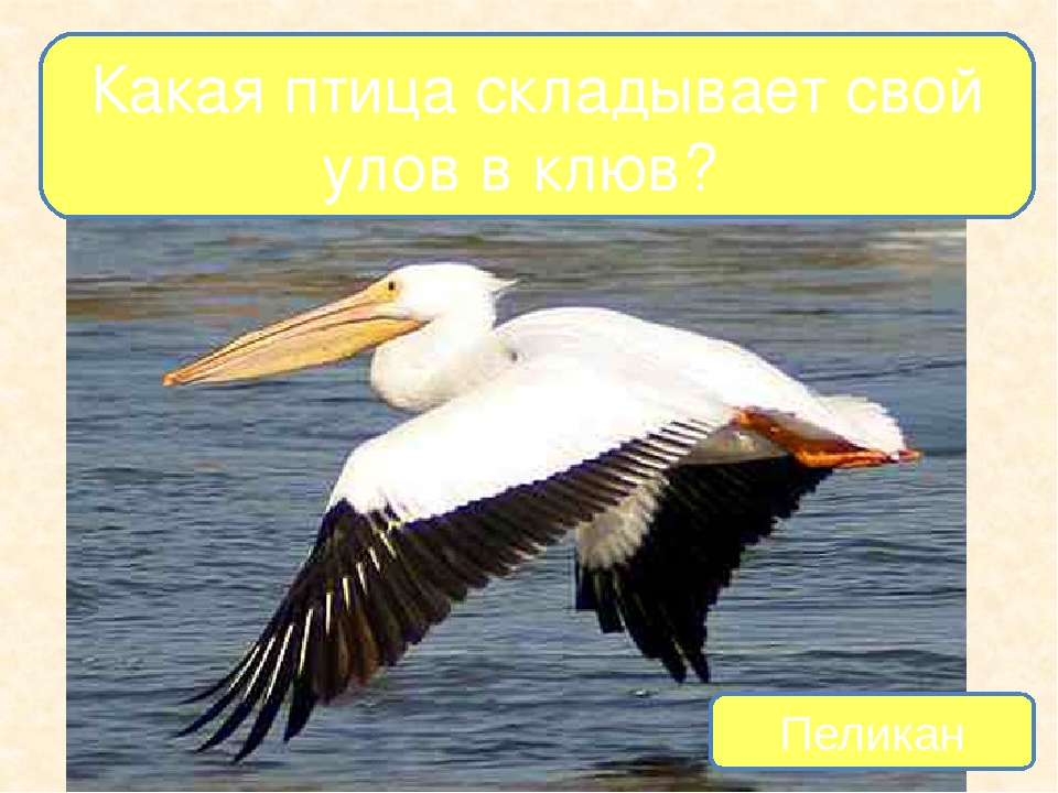 Презентация на тему "Птицы - наши друзья"