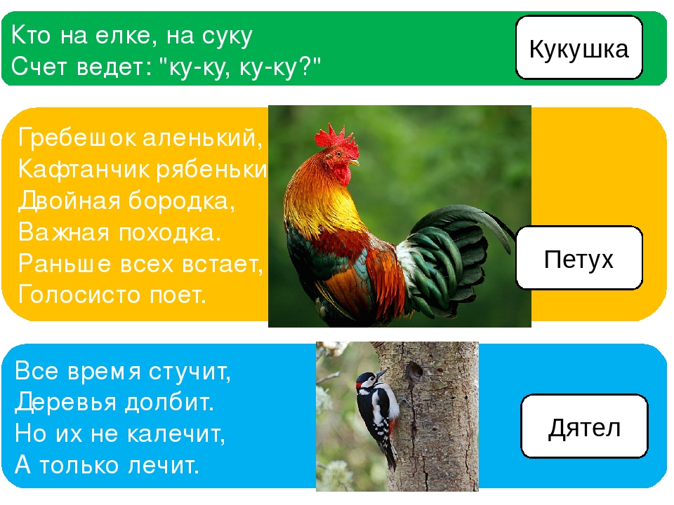 Презентация на тему "Птицы - наши друзья"