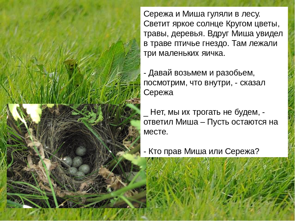Презентация на тему "Птицы - наши друзья"