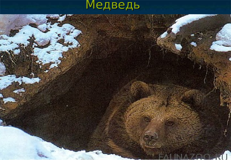 Презентация для старших дошкольников "Жизнь зверей зимой"
