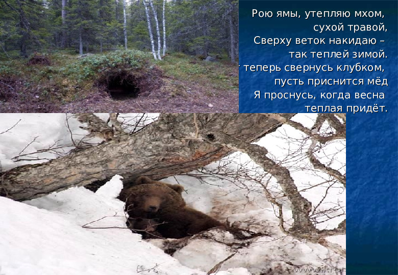 Презентация для старших дошкольников "Жизнь зверей зимой"