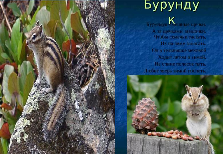 Презентация для старших дошкольников "Жизнь зверей зимой"
