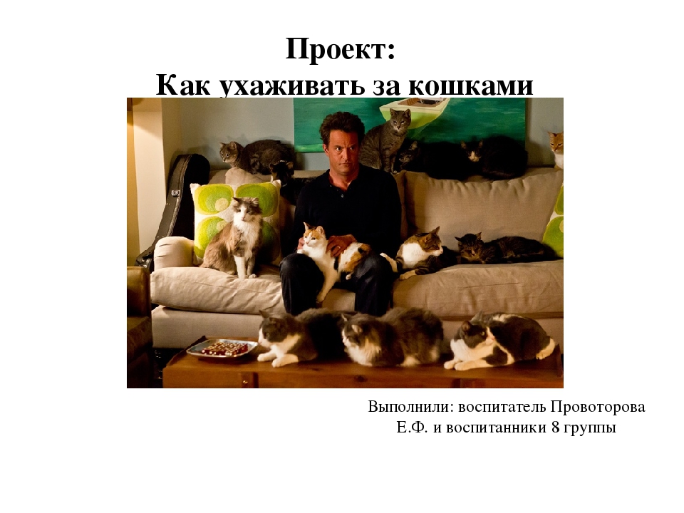 Проект: «Как ухаживать за кошками»