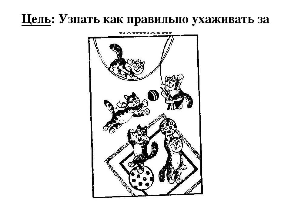 Проект: «Как ухаживать за кошками»