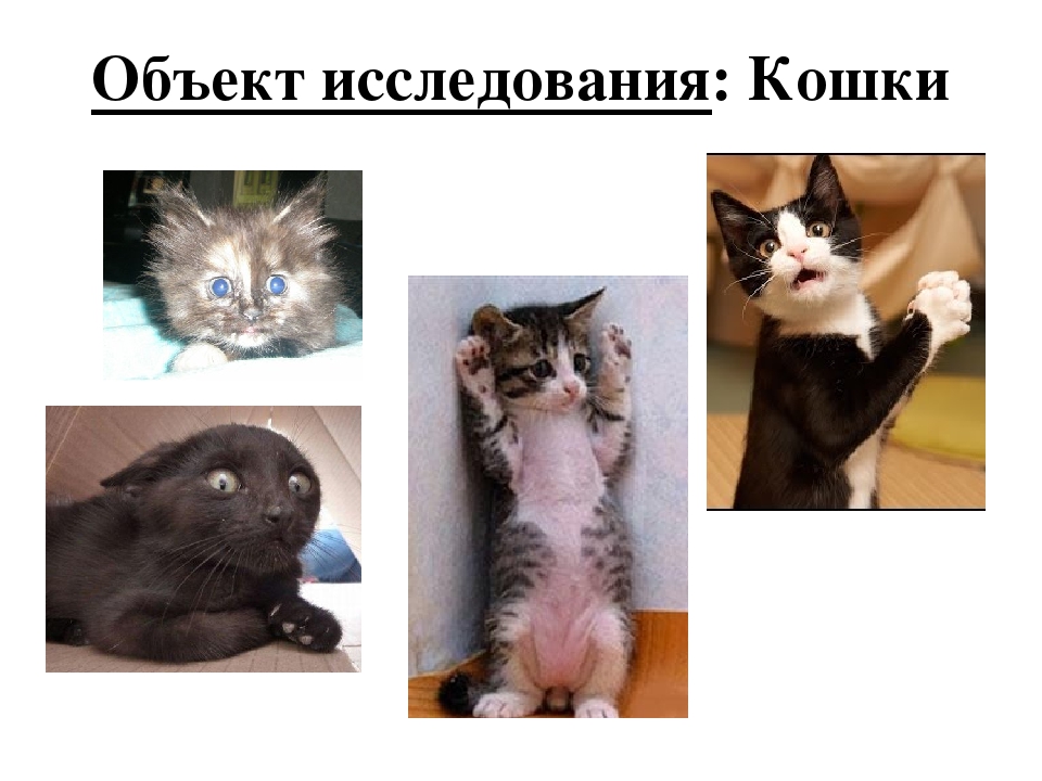 Проект: «Как ухаживать за кошками»